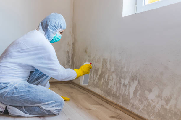 Licensed Basement Mold Remediation service in Castleton, VA - 24 Hour Mold Removal