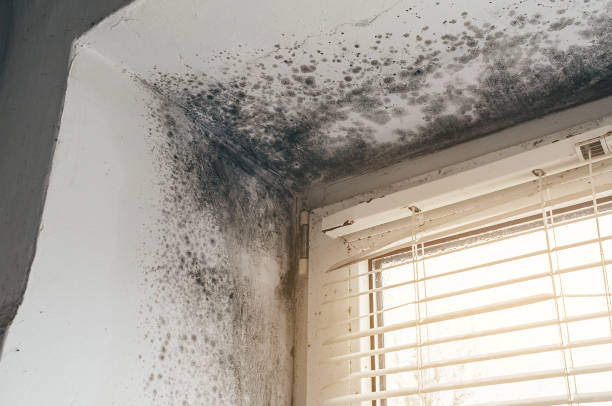 Affordable Basement Mold Remediation solutions in Castleton, VA