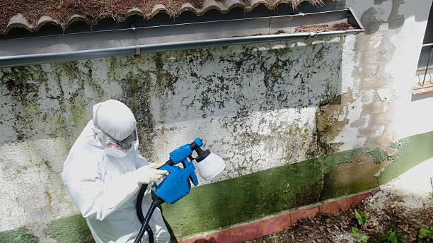 Top rated local Basement Mold Remediation specialists in Castleton, VA